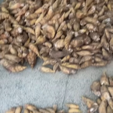 出售冬笋，找长期老板合作，每天有1000多斤量，需要打电