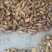 出售冬笋，找长期老板合作，每天有1000多斤量，需要打电