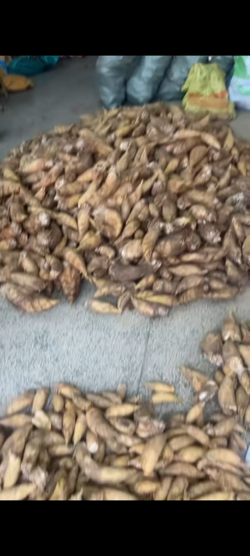 出售冬笋，找长期老板合作，每天有1000多斤量，需要打电