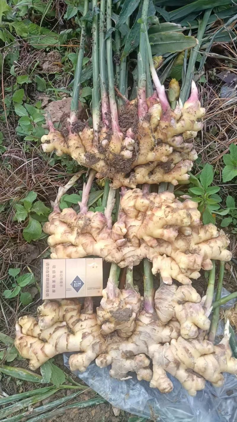 云南小黄姜，中黄、大芽、贵州2号等品种生姜，本人长期直供