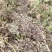 白花前胡种子