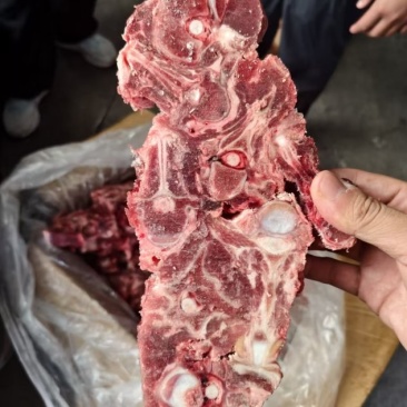 内蒙多肉羊蝎子20斤箱