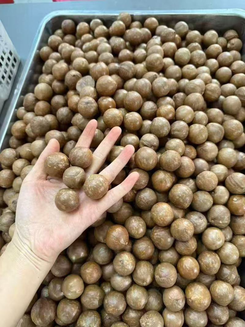 夏威夷果大量上市，产地直发，品质保证，服务周到