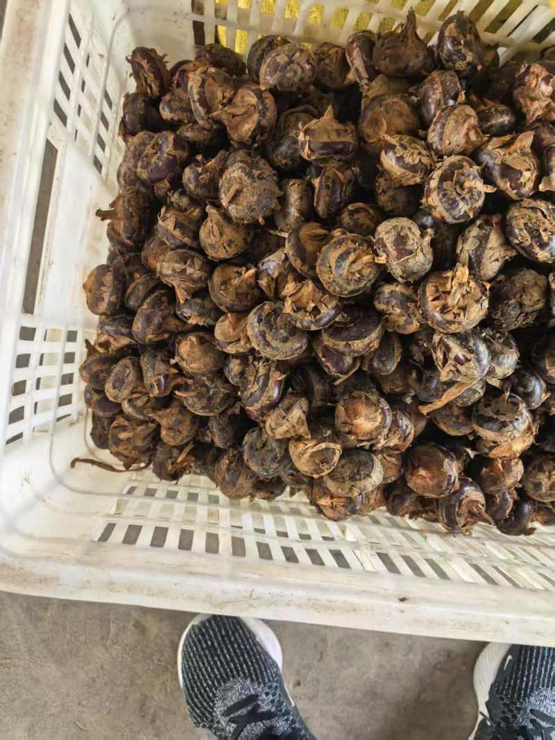 马蹄电商一件（代发）抖音～视频号全平台24小时揽收发货