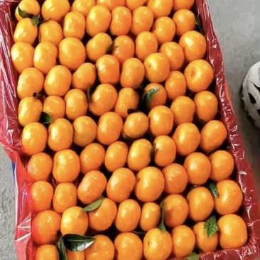 桂林精品砂糖橘八月橘皮薄汁多规格齐全欢迎来电