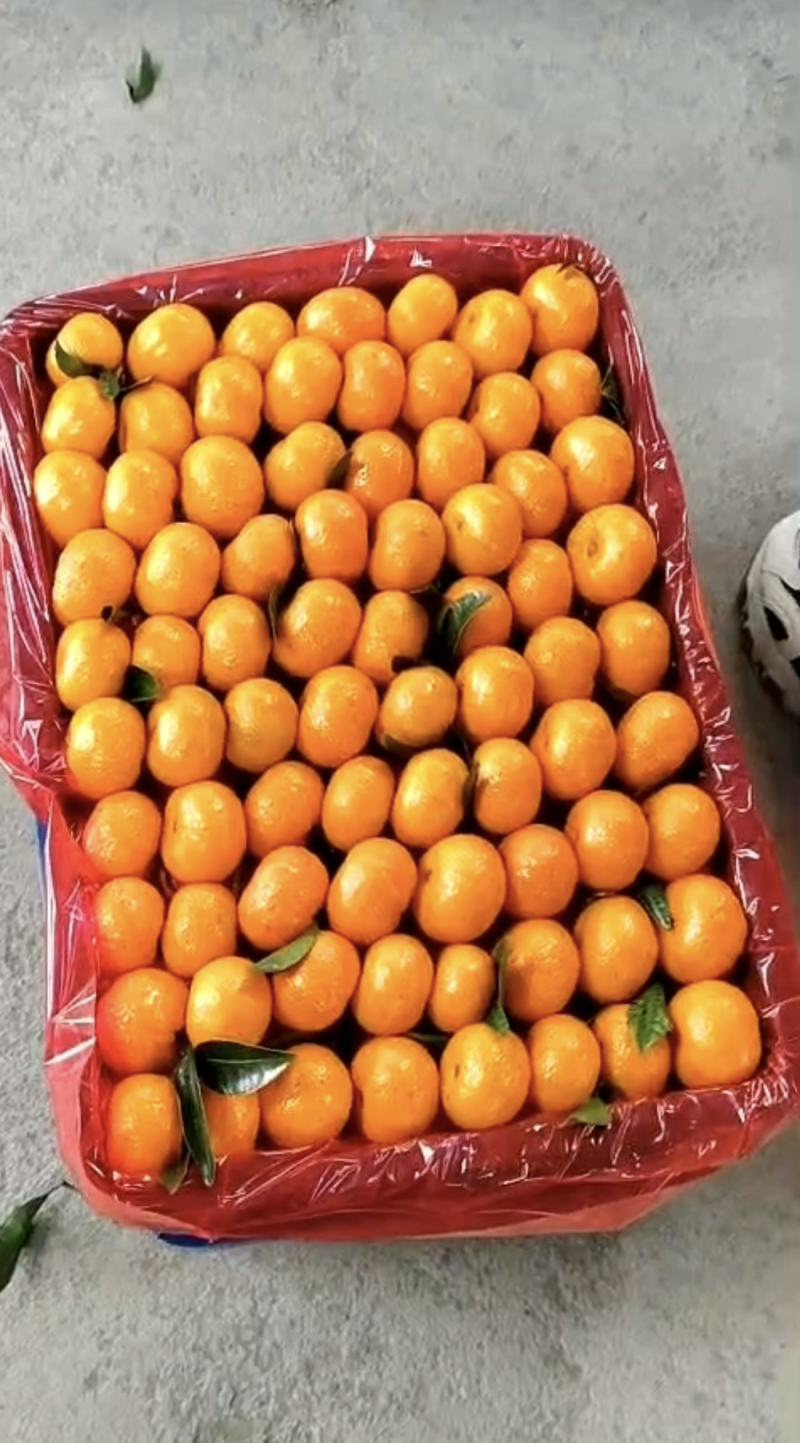 桂林精品砂糖橘八月橘皮薄汁多规格齐全欢迎来电