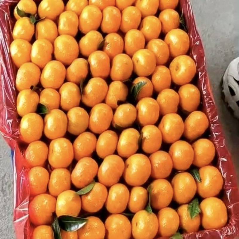 桂林蜜广砂糖橘产地直发皮薄汁甜规格齐全欢迎电联