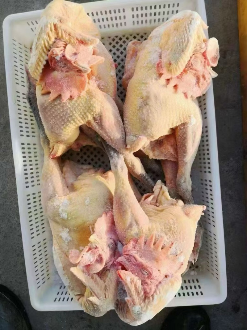 黑凤大公鸡9.5公4只5只工厂直发手续齐全