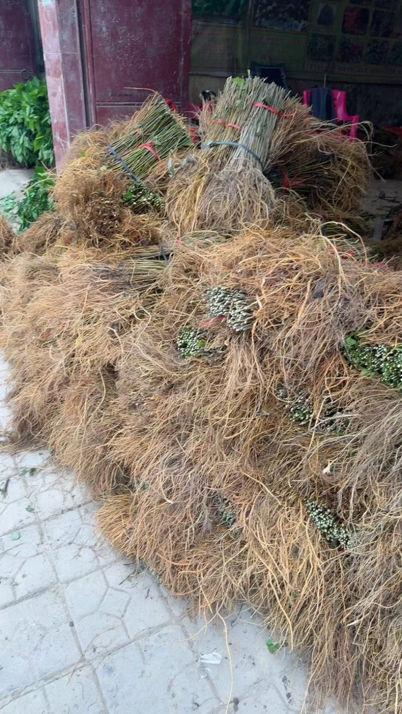 优质杂交大叶6号桑树苗产地直发质量保证全国发货