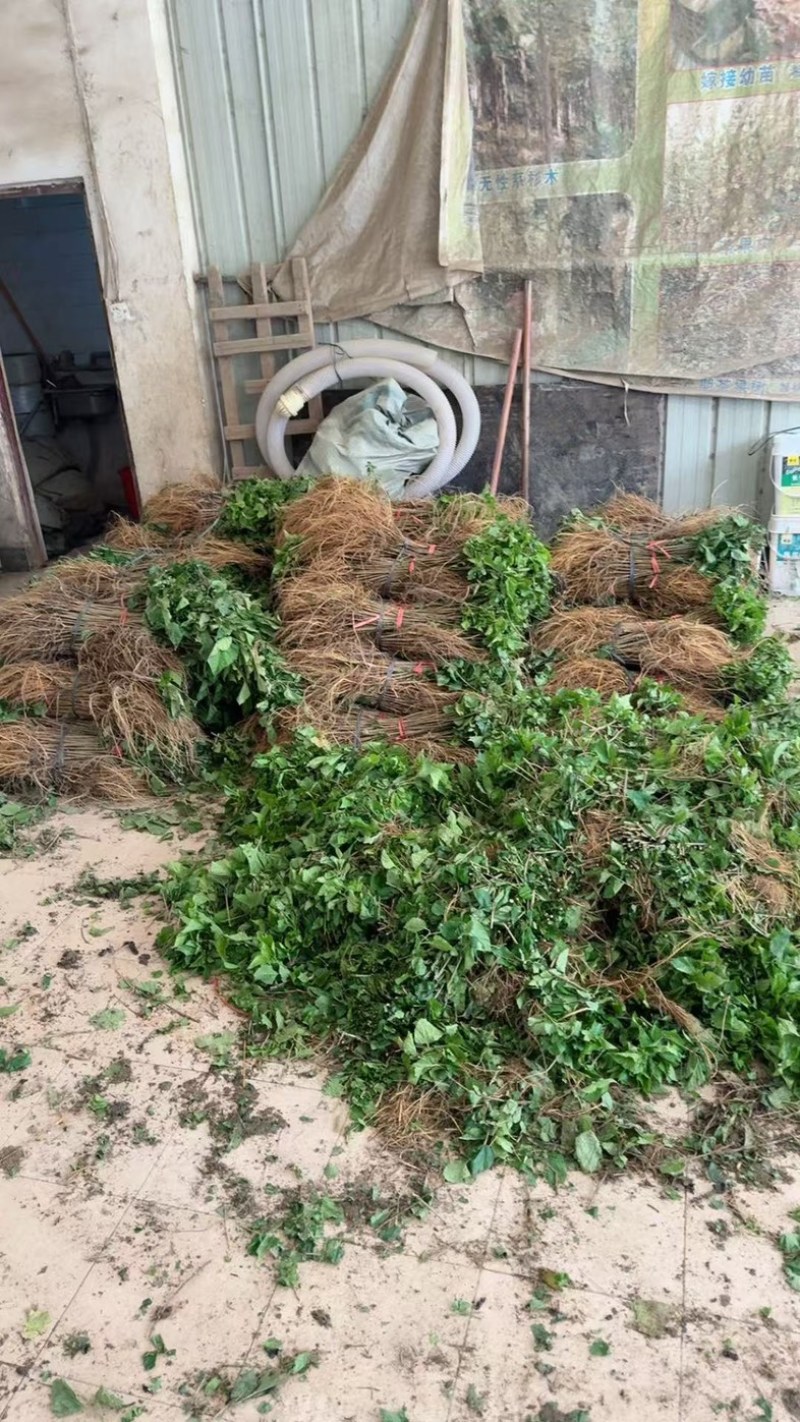优质杂交大叶6号桑树苗产地直发质量保证全国发货