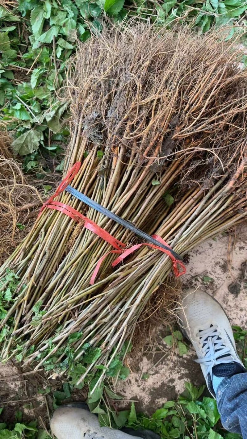优质杂交大叶6号桑树苗产地直发质量保证全国发货