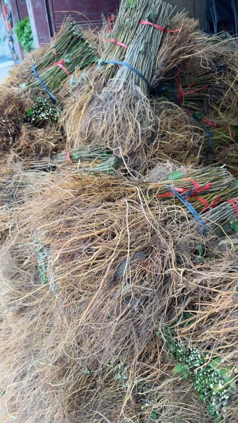 优质杂交大叶6号桑树苗产地直发质量保证全国发货