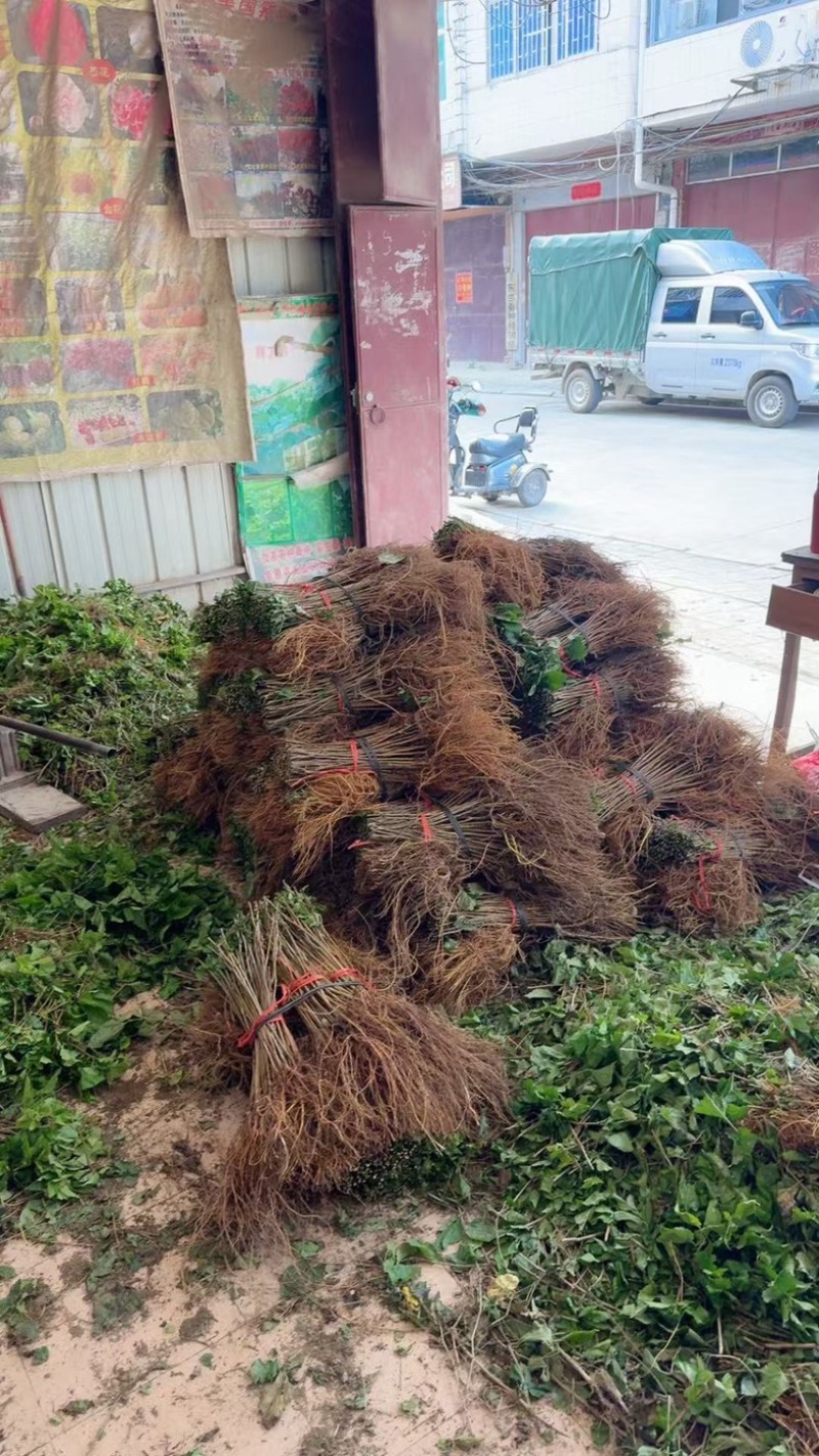 优质杂交大叶6号桑树苗产地直发质量保证全国发货
