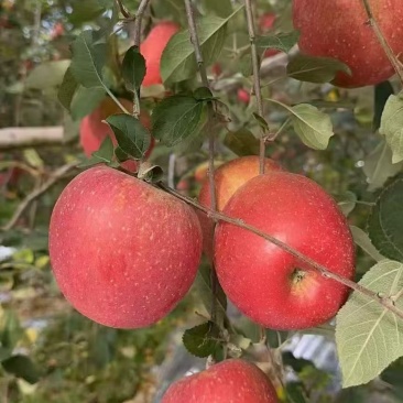绍通糖心苹果大量上市口感脆甜一手货源产地直发