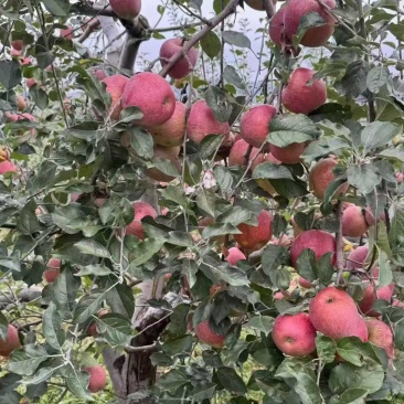 绍通糖心苹果大量上市口感脆甜一手货源产地直发