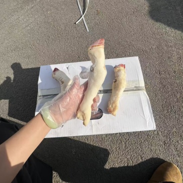白羊蹄