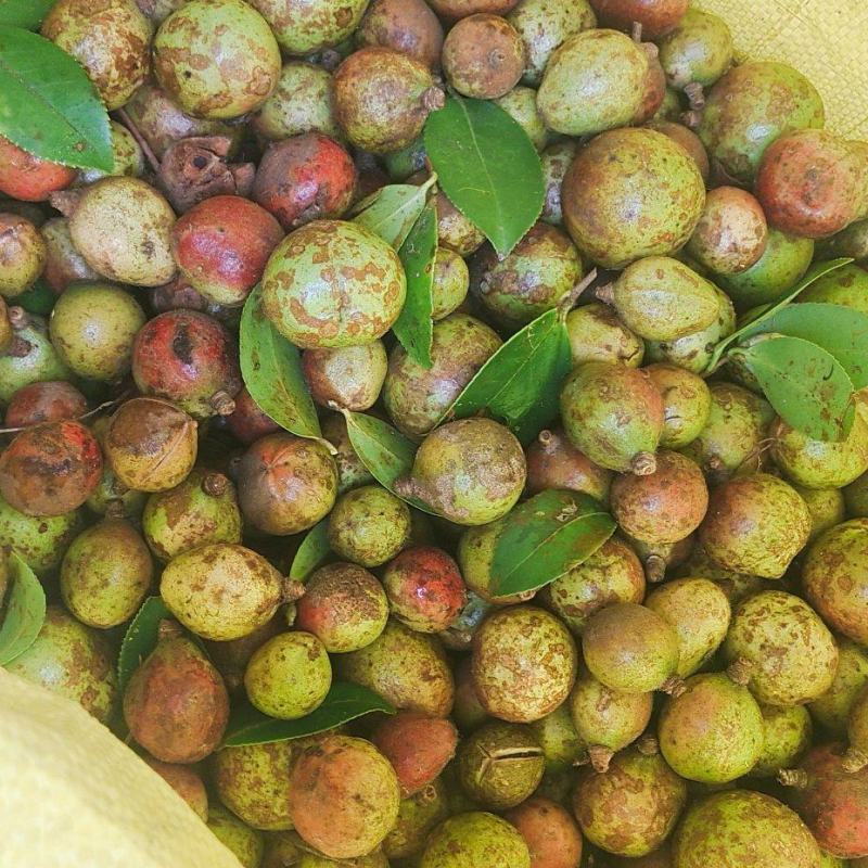 高山优良山茶籽
