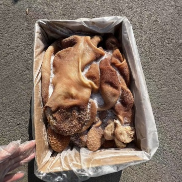黄羊肚