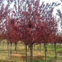 紫叶李树苗红叶李子果树苗绿化苗木风景树庭院地栽植物南北方