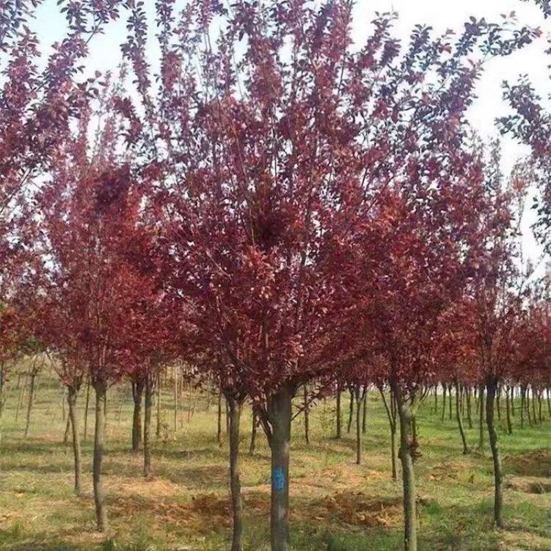 紫叶李树苗红叶李子果树苗绿化苗木风景树庭院地栽植物南北方