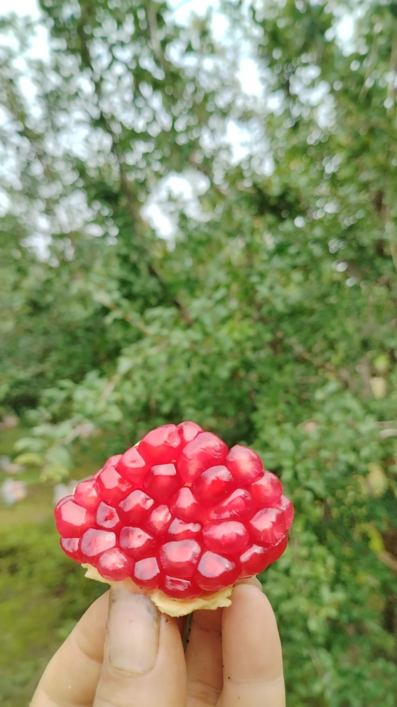 临潼硬仔石榴