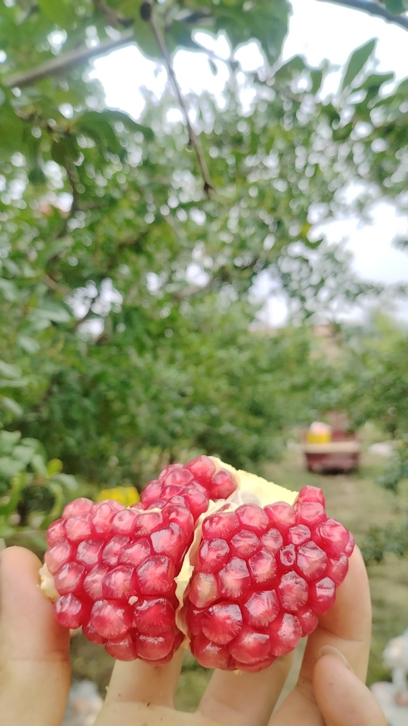临潼硬仔石榴
