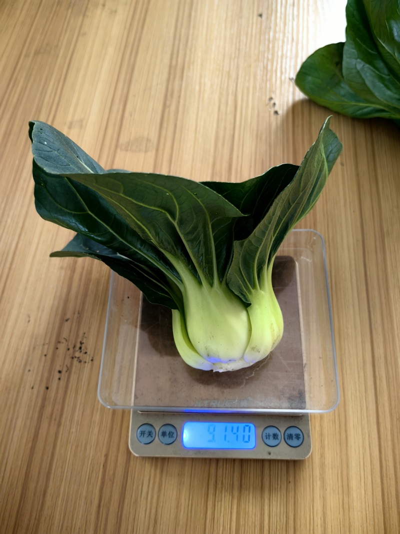 小青仔