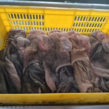 羊肚