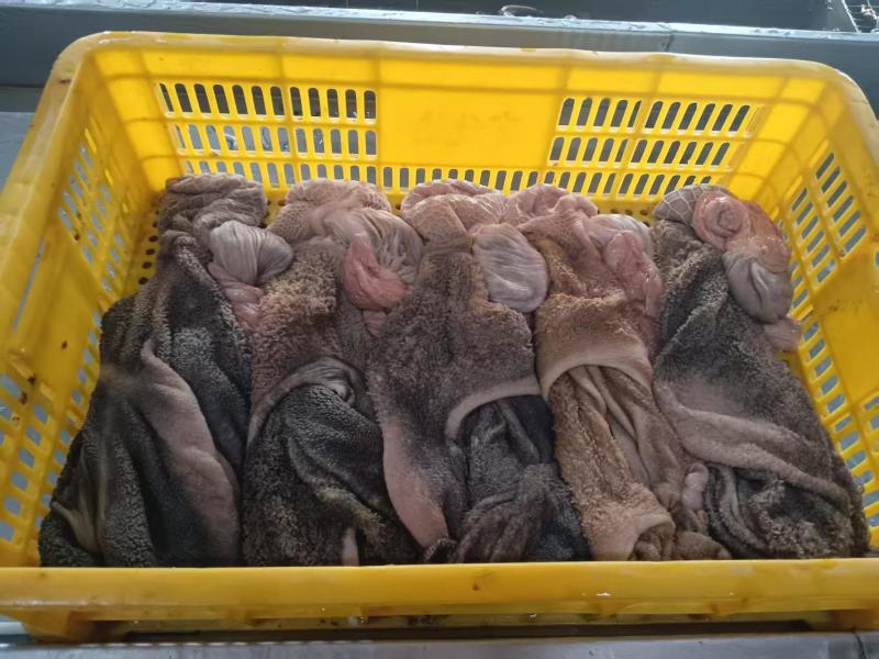 羊肚
