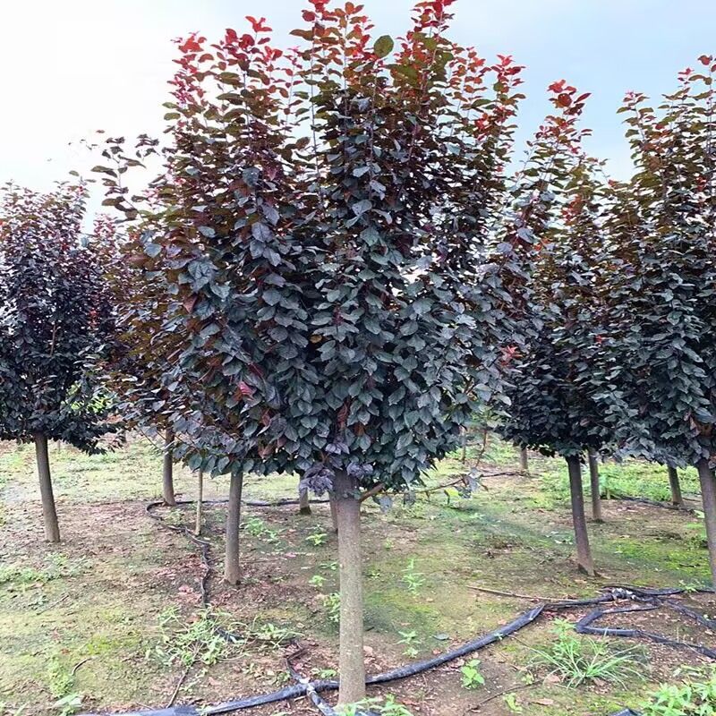 紫叶李树苗红叶李子果树苗绿化苗木风景树庭院地栽植物南北方
