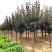 紫叶李树苗红叶李子果树苗绿化苗木风景树庭院地栽植物南北方
