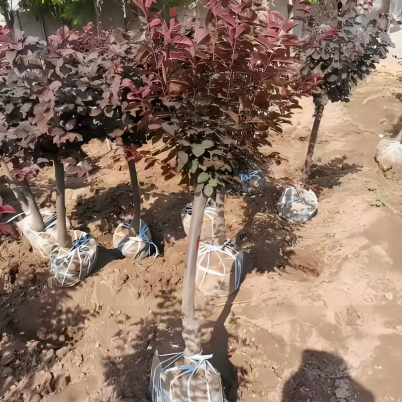 紫叶李树苗红叶李子果树苗绿化苗木风景树庭院地栽植物南北方