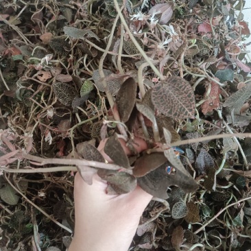 金线莲