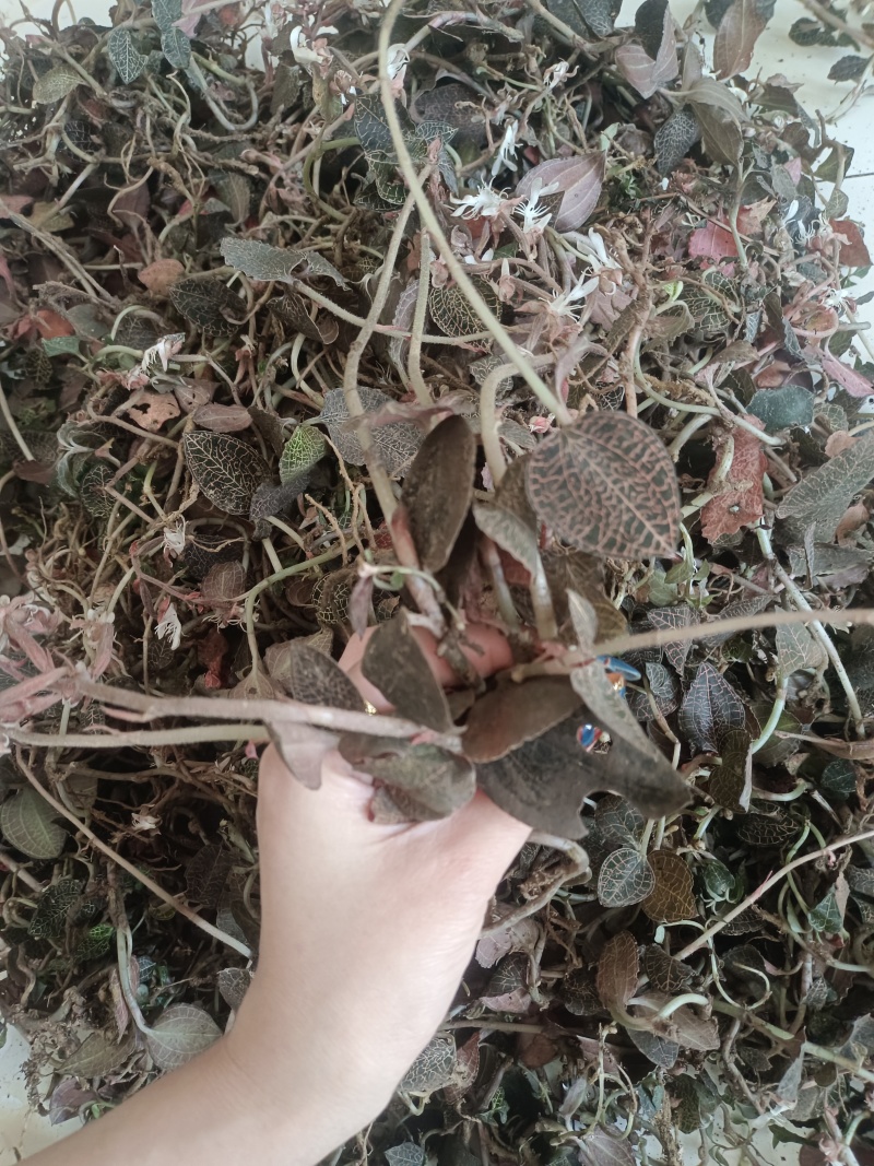 金线莲