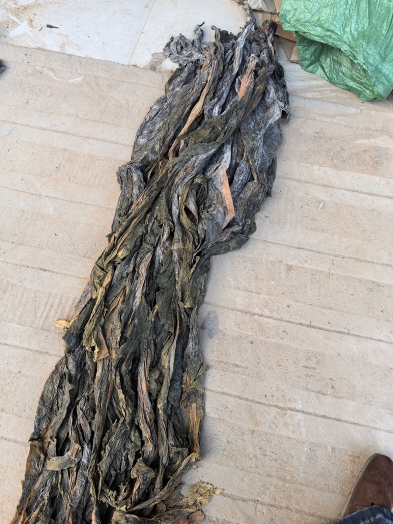 海带品质保证服务周到大量现货欢迎老板联系
