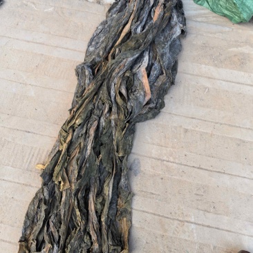 海带品质保证服务周到大量现货欢迎老板联系