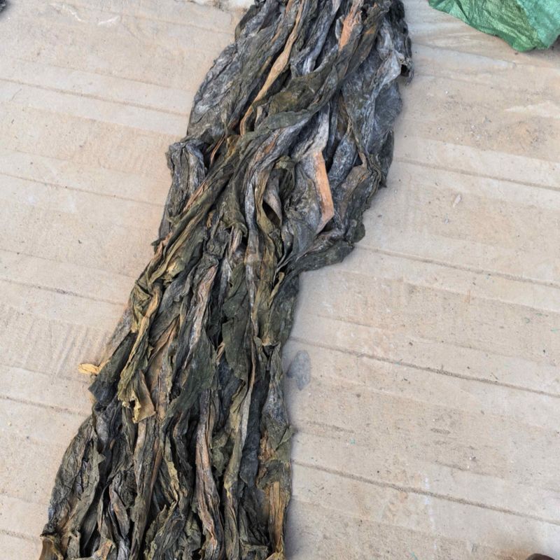 海带品质保证服务周到大量现货欢迎老板联系