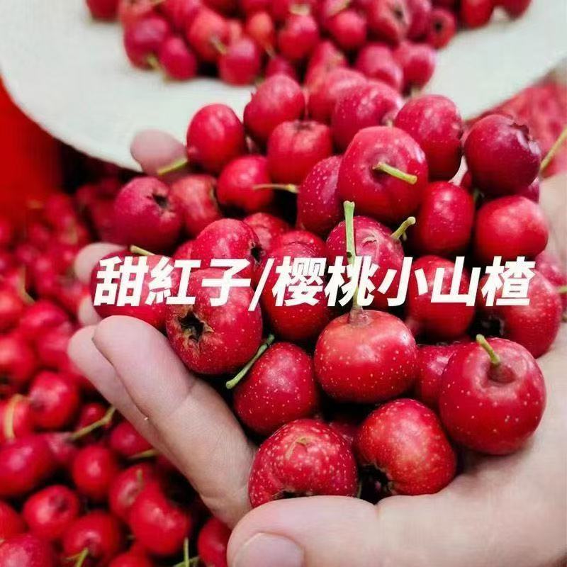 蒙阴大金星山楂产地直发货源充足可视频看货欢迎致电
