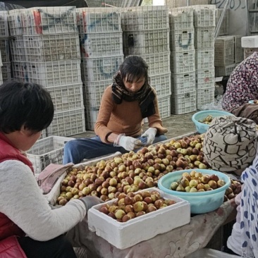 沾化冬枣大量有货，脆甜多汁