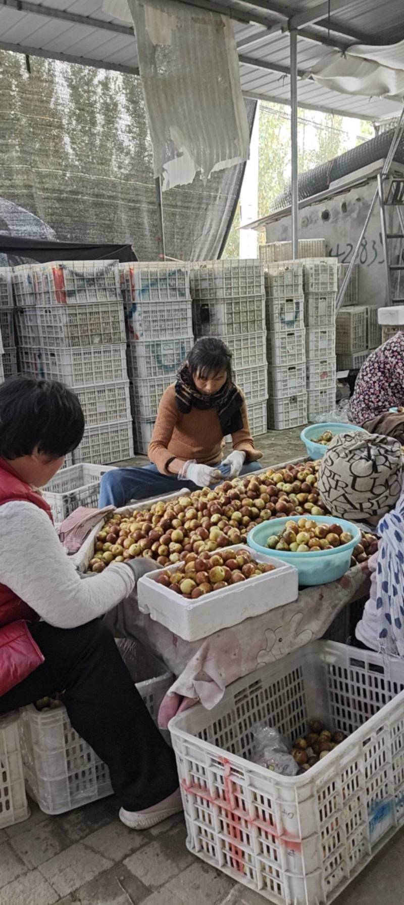 沾化冬枣大量有货，脆甜多汁