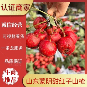 蒙阴甜红子山楂产地直发货源充足对接批发商商超可视频看货