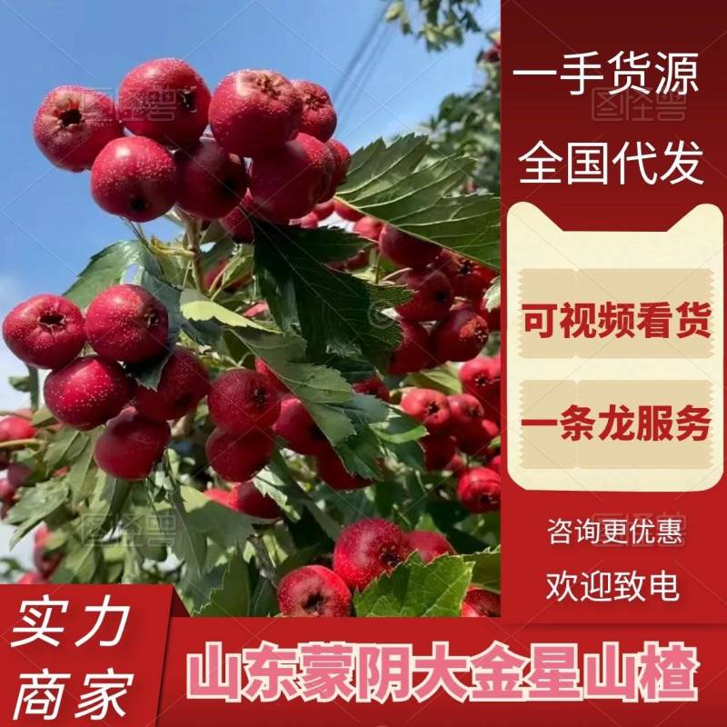 山东山楂大金星山楂货源充足对接超市电商批发商