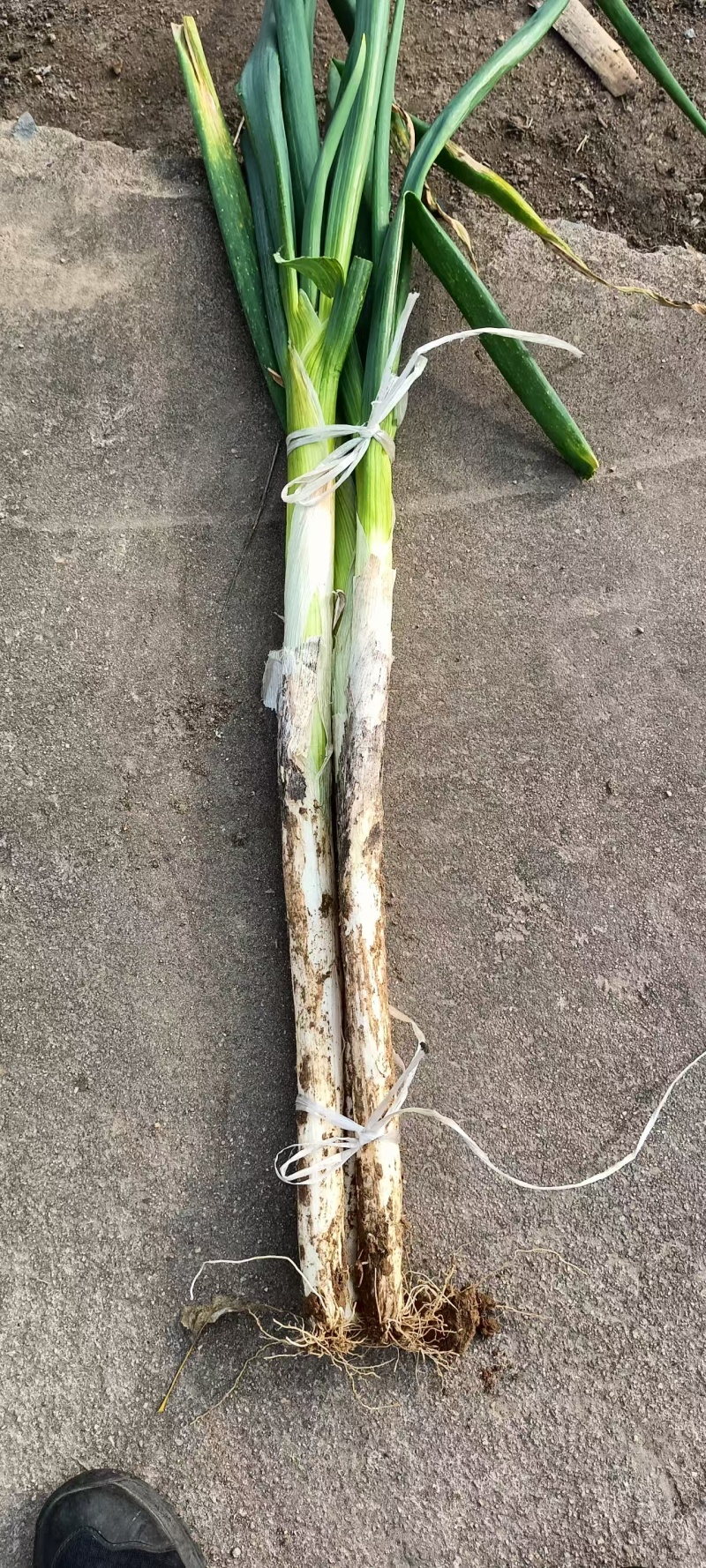 长白大葱和铁杆毛葱