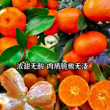 东方红蜜橘口感甘甜供应电商团购商超批发一件代发