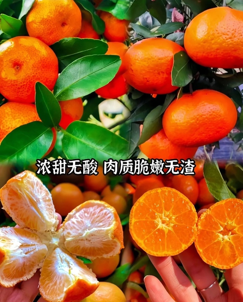 东方红蜜橘口感甘甜供应电商团购商超批发一件代发