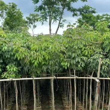 紫花风铃木3～4～5分