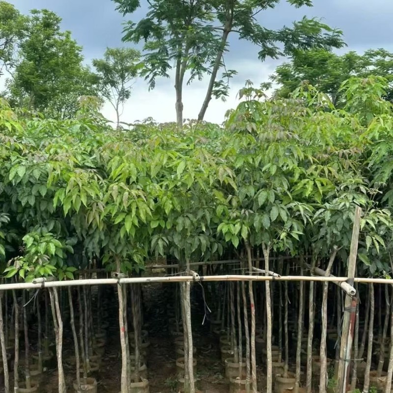 紫花风铃木3～4～5分