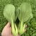 精品油菜上海青新鲜采摘大量批发长期直供