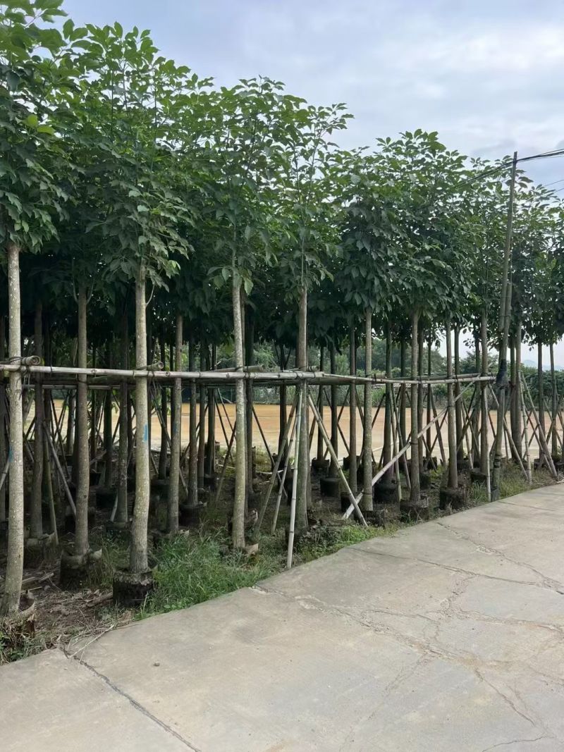 紫花风铃木3～4～5分