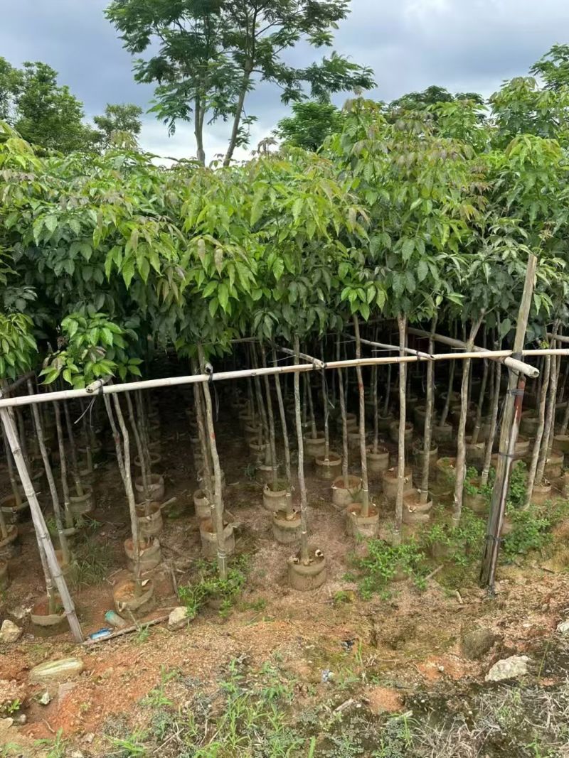 紫花风铃木3～4～5分